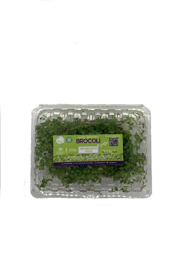 Germinado de Brocoli Mediano